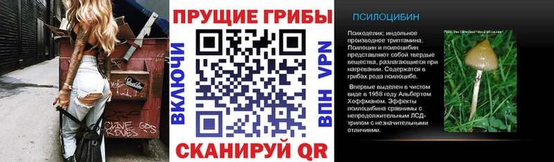 Купить Кингисепп Псилоцибиновые грибы Psilocybe
